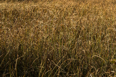 Full frame shot of wheat field