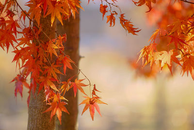 Close-up of maple leaves on tree during autumn