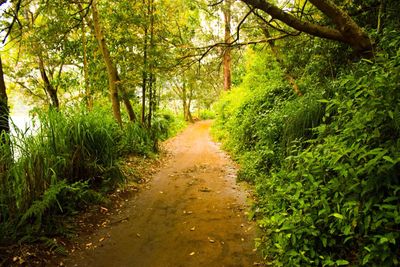 Footpath amidst trees in forest