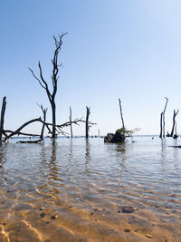 Bare tree by sea against clear sky