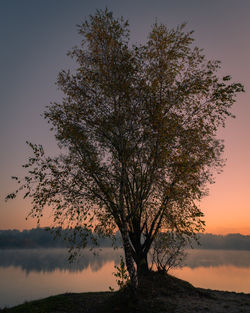 Silhouette tree by lake against sky during sunset