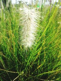 Close-up of fresh green grass in field