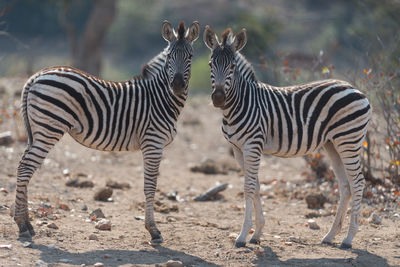 Zebras standing in a row