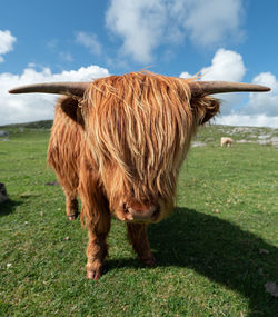 Highland cattle on a field
