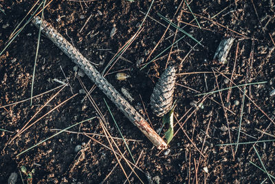 Close-up high angle view of lizard