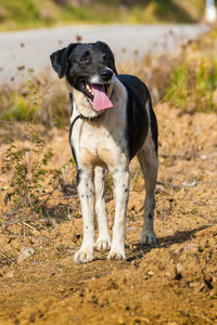 Portrait of a dog looking away