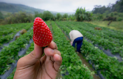 Close-up of hand holding strawberry on field