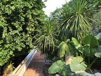 High angle view of plants in yard