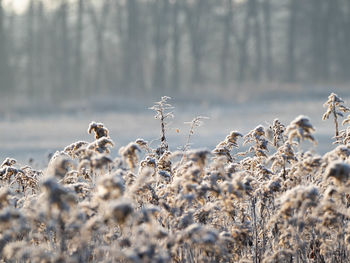 Plants on snow covered land