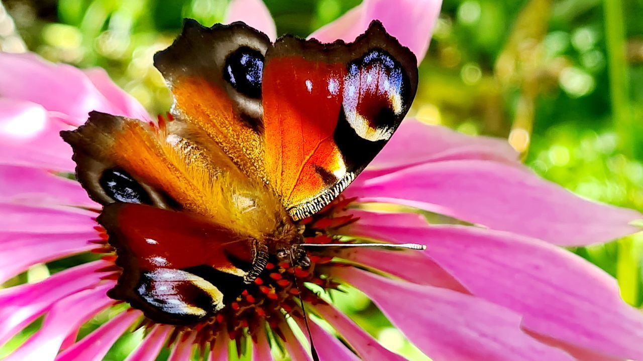 CLOSE-UP OF BUTTERFLY POLLINATING ON PURPLE FLOWER