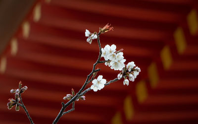 Close-up of cherry blossom