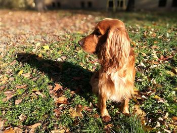 Close-up of dog sitting on field