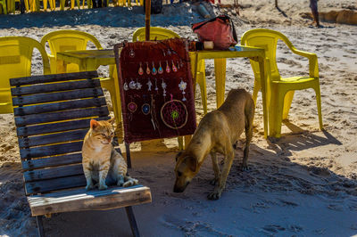 Quarentena, hippie, cão e gato