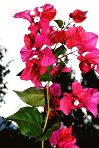 Close-up of pink flowers