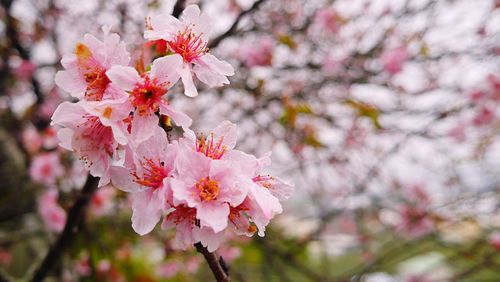 Close-up of apple blossoms in spring