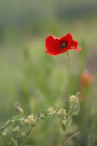 Close-up of red poppy flower on field