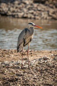 Grey heron stands on sunlit riverbank