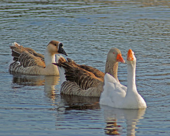 Ducks swimming in lake