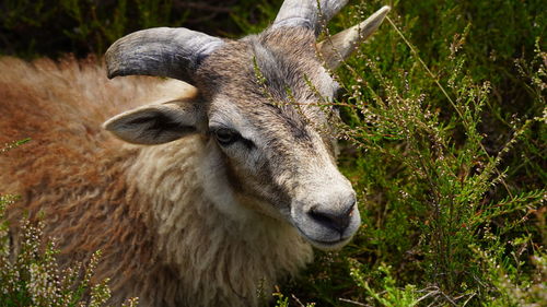 Close-up portrait of a sheep 