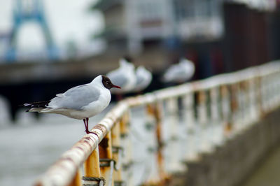 Seagull perching on railing