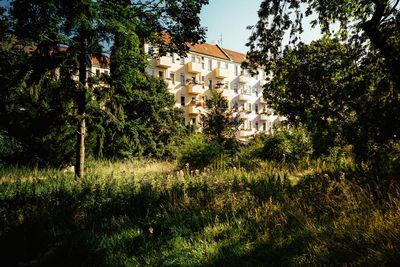 Trees and plants growing outside building