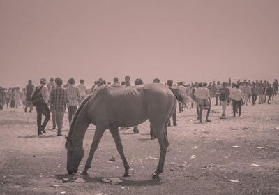 Horses on farm against sky