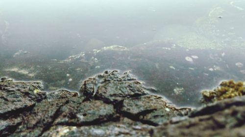 Close-up of turtle against sky