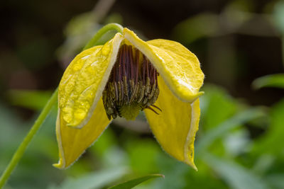 Close up of a yellow downy clematis flower in bloom