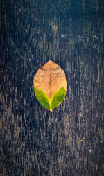 High angle view of leaf on wooden table