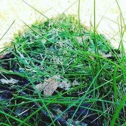 Close-up of grass growing on grassy field