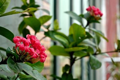 Close-up of pink flowering plant