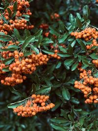 Close-up of orange berries on plant