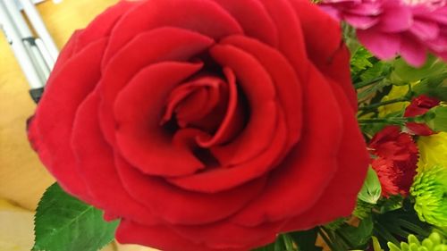 Close-up of red rose