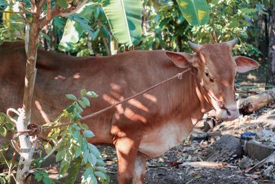 View of a cow on field