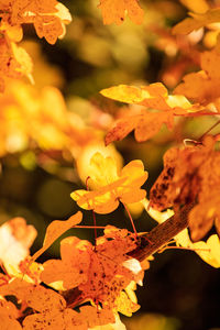 Close-up of flowers blooming outdoors