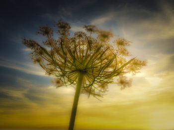 Low angle view of dandelion against sky during sunset