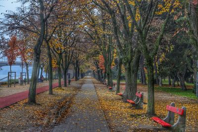 Footpath amidst trees in park during autumn