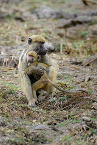 Lion sitting on field