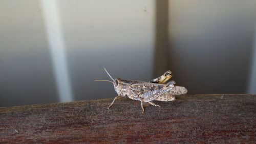 Close-up of butterfly on wall