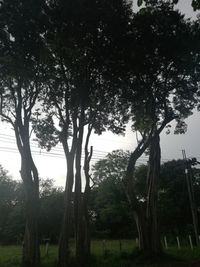 Trees on field against sky