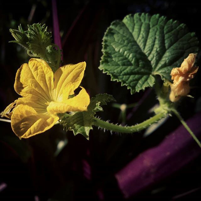 flower, petal, freshness, fragility, flower head, growth, beauty in nature, close-up, plant, blooming, nature, leaf, yellow, in bloom, focus on foreground, pollen, potted plant, high angle view, blossom, stem