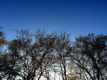 Low angle view of trees against clear blue sky