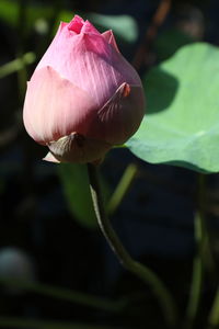 Close-up of pink lotus water lily