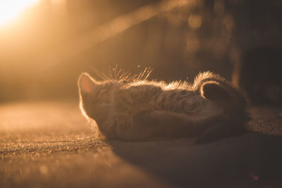 Close-up of cat sleeping