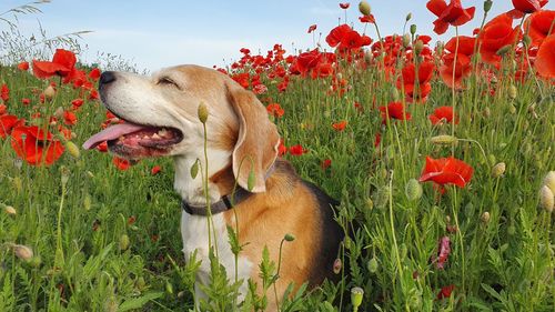 View of a dog on field