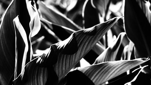 Canna leaf in shading of evening light in black and white image.