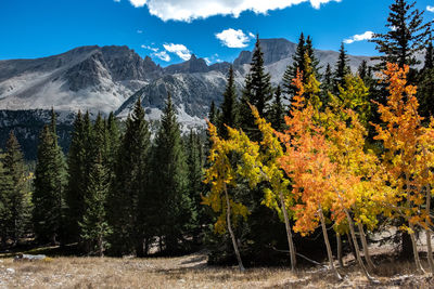 Scenic view of forest against sky