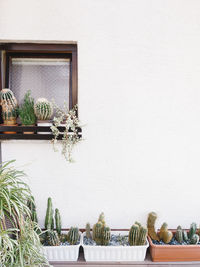 Cactus on white wall background. minimal floral botanical aesthetic. travel in details.