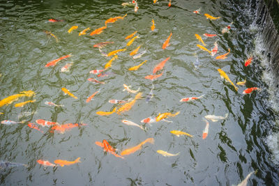 High angle view of koi carps swimming in lake