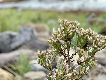 Close-up of white flowering plant